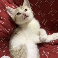 タピ