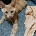 子猫の里親様募集します
