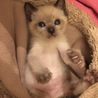 もちころり