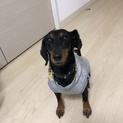家族になってくれる方