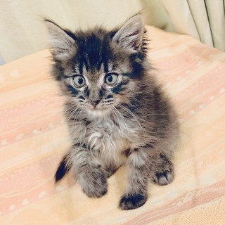ふわふわキジトラ長毛カカオくん