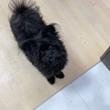 MIXちゃん