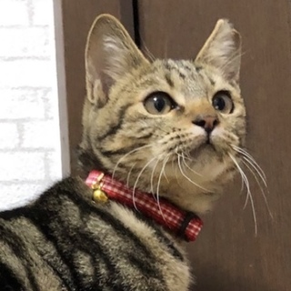 お膝が大好きな華子ちゃん（停止中）