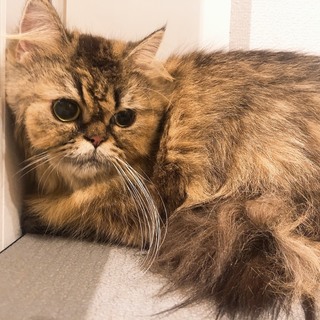 ブリーダー廃業のため里親募集ロングです