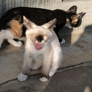 8月24日 24:00生まれ ♀ シャム柄