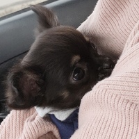 テテ