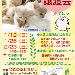大阪市北区*子猫&大人ねこの幸せさがし譲渡会