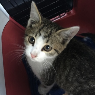 気さくなキジ白子猫　Ｖａｎ　Ｈｅｌｅｎ