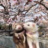 ペポっち