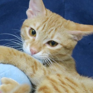 沖縄から飛んで来たゴロゴロ王子　甘えん坊琉くん