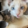 青い目シャムっぽいカフェラテボーイ？生後２ヶ月♪ サムネイル7