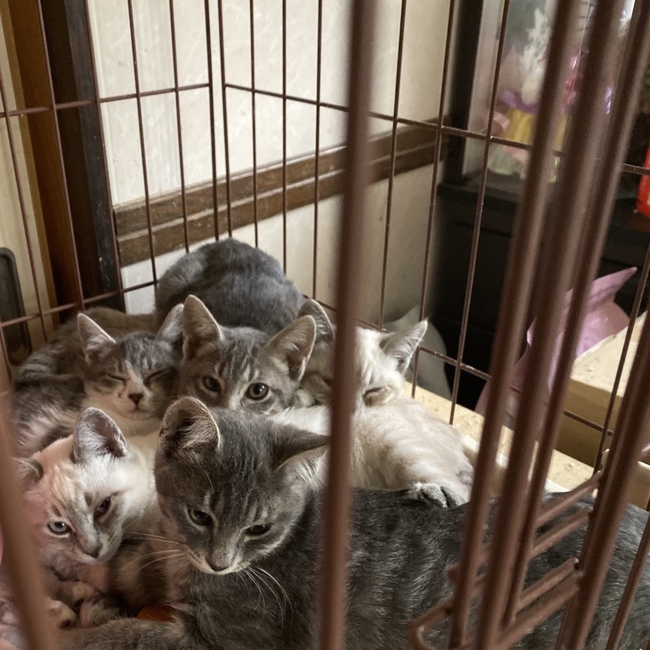 ミンキィのカバー写真