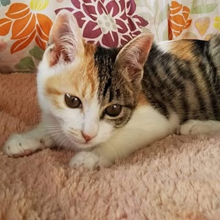 パステル縞三毛の女の子パピちゃん