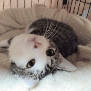 やんちゃなキジ白の男の子ばんどー君