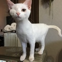 甘えん坊のべったり白猫