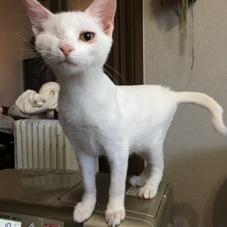甘えん坊のべったり白猫