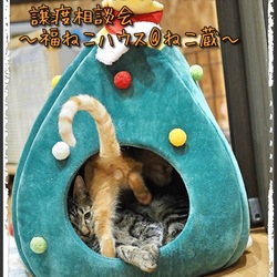 譲渡相談会〜福ねこハウス@ねこ蔵〜