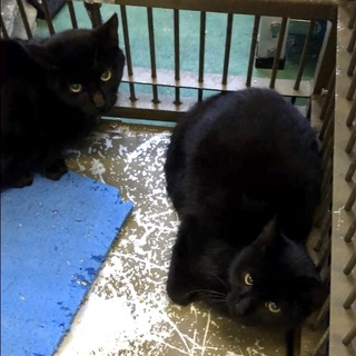 一歳未満の黒猫２匹おうちを探しています
