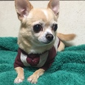 チワワのスムースの女の子里親募集します！