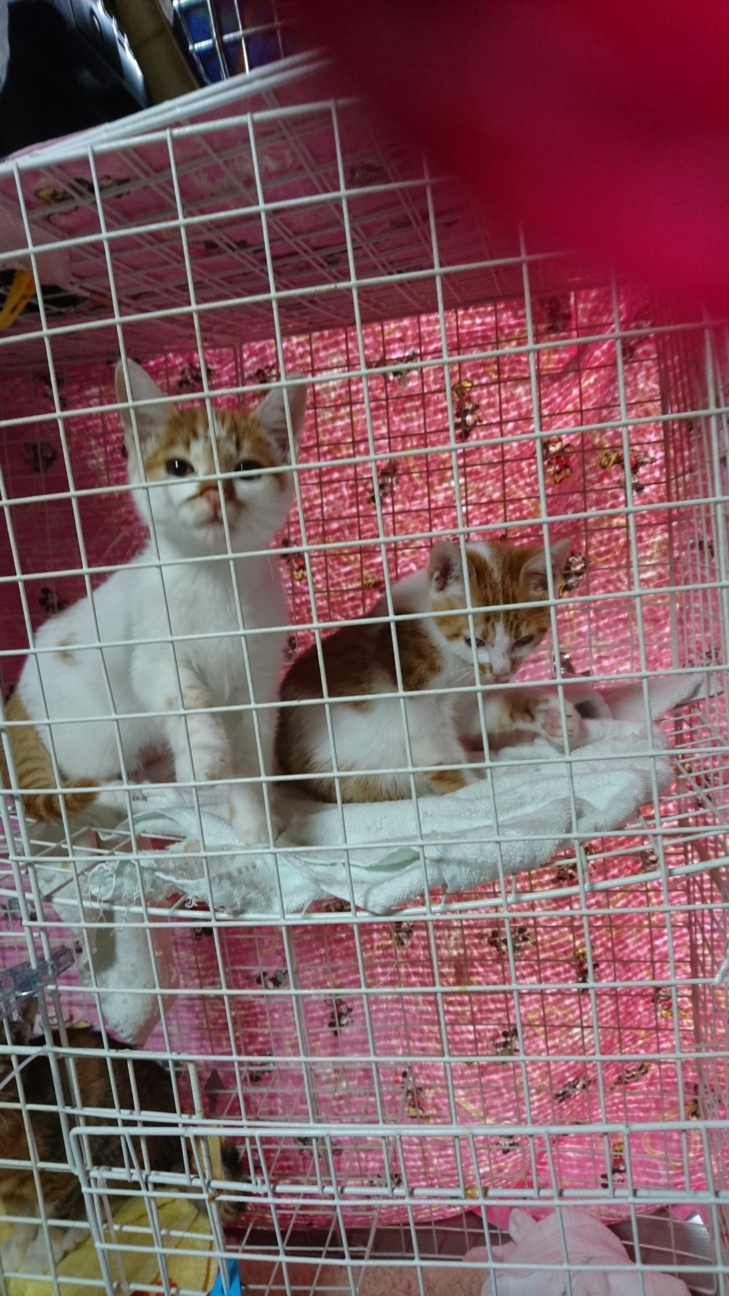 人馴れしています。食いしん坊しーちゃん。 サムネイル2