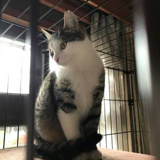 グレ、里親さま決定！ありがとうございました