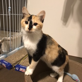 カッコいい柄のみけちゃん