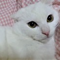 臆病だけど人と猫はすきな、ハクくん