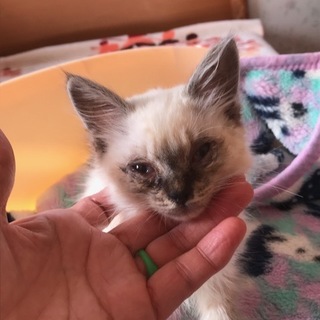 虐待からレスキューした可愛いシャムミックス仔猫