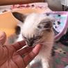 虐待からレスキューした可愛いシャムミックス仔猫 サムネイル2