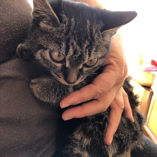 可愛い子猫3兄弟の女の子