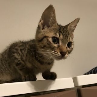 綺麗な柄の可愛いきなこちゃん