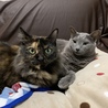えりか猫