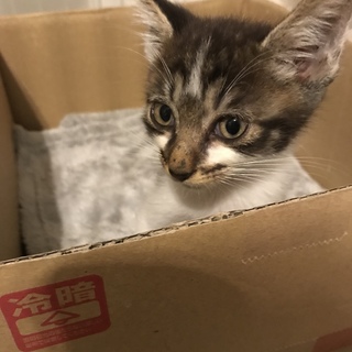 なでなで大好き黒キジごまちゃん