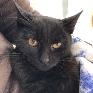 子猫3兄弟の男の子です。