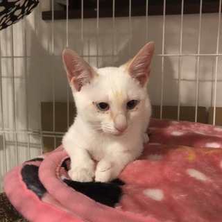 ちょっと臆病な白ちゃん