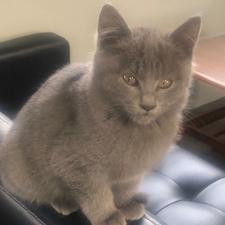 子猫の里親さん再募集