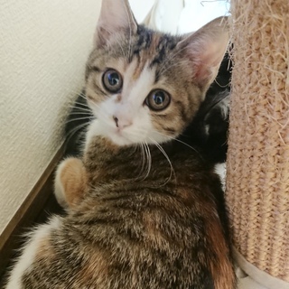 ゴロスリ甘えん坊の美猫さん
