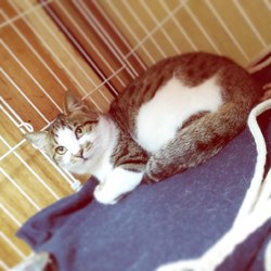 弥生台譲渡会 サムネイル2