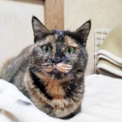 弥生台譲渡会 サムネイル3