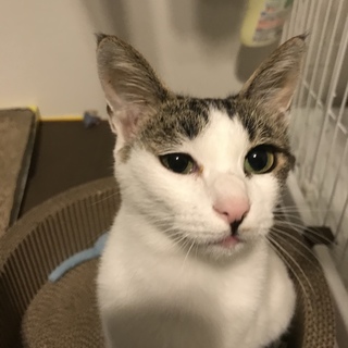 とても優しいママ猫さくらちゃん