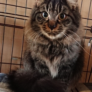 モフモフ、ふわふわ甘えん坊のキジトラ君