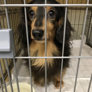 一旦停止　ブラタン女の子