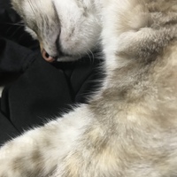 シロ