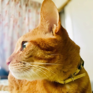 茶トラの写真