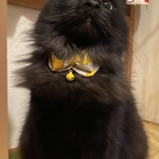 人が大好き！まん丸フォルムの長毛黒猫メメちゃん