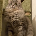 超ゴージャス！もふもふ美猫ジェイソンくん