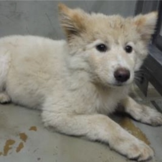 里親様に迎えられました。若い成犬♀289