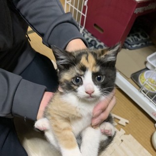 アライグマみたいな三毛、みみちゃん