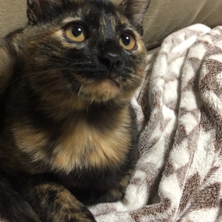 甘えん坊で綺麗好きなサビ猫ちゃん