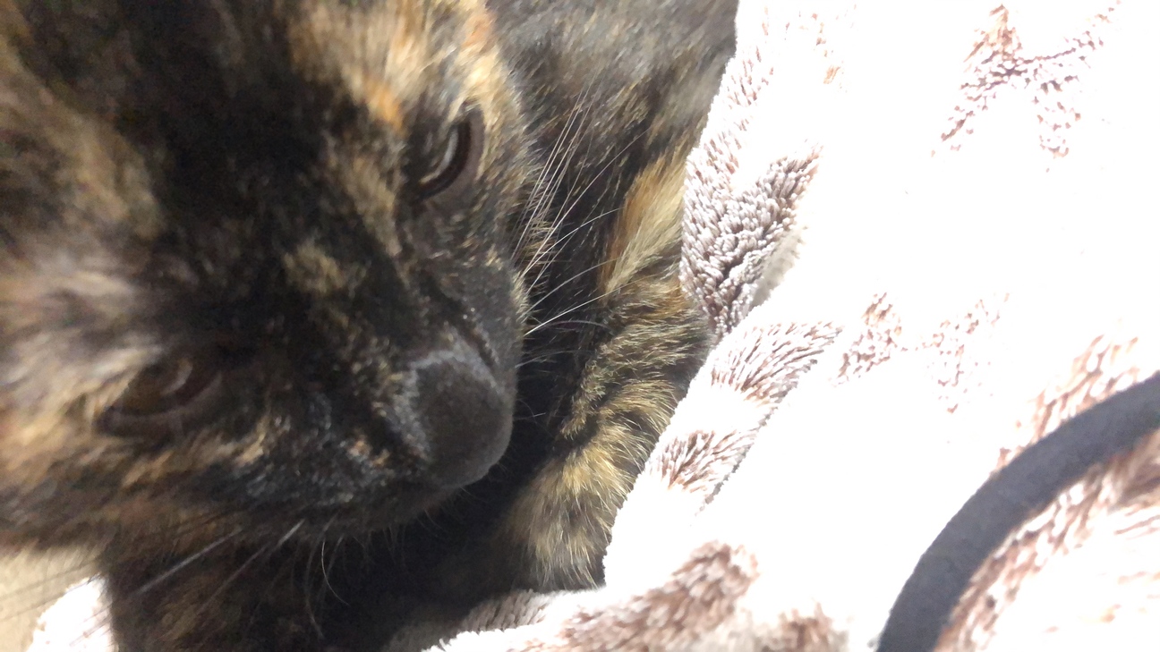 甘えん坊で綺麗好きなサビ 長野県 猫の里親募集 ペットのおうち 月間利用者150万人